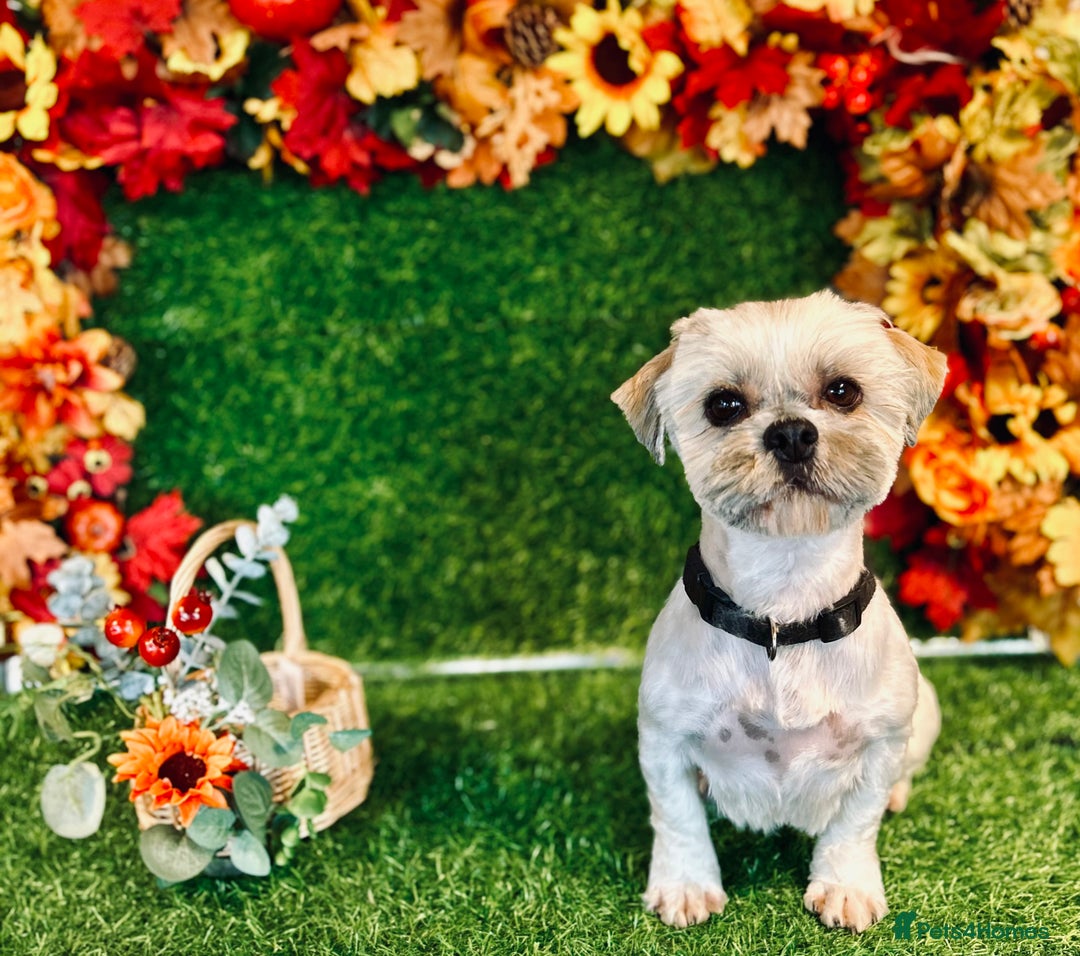 Shihpoo dogs for sale: Stunning Phantom Shihpoos! - Advert 8