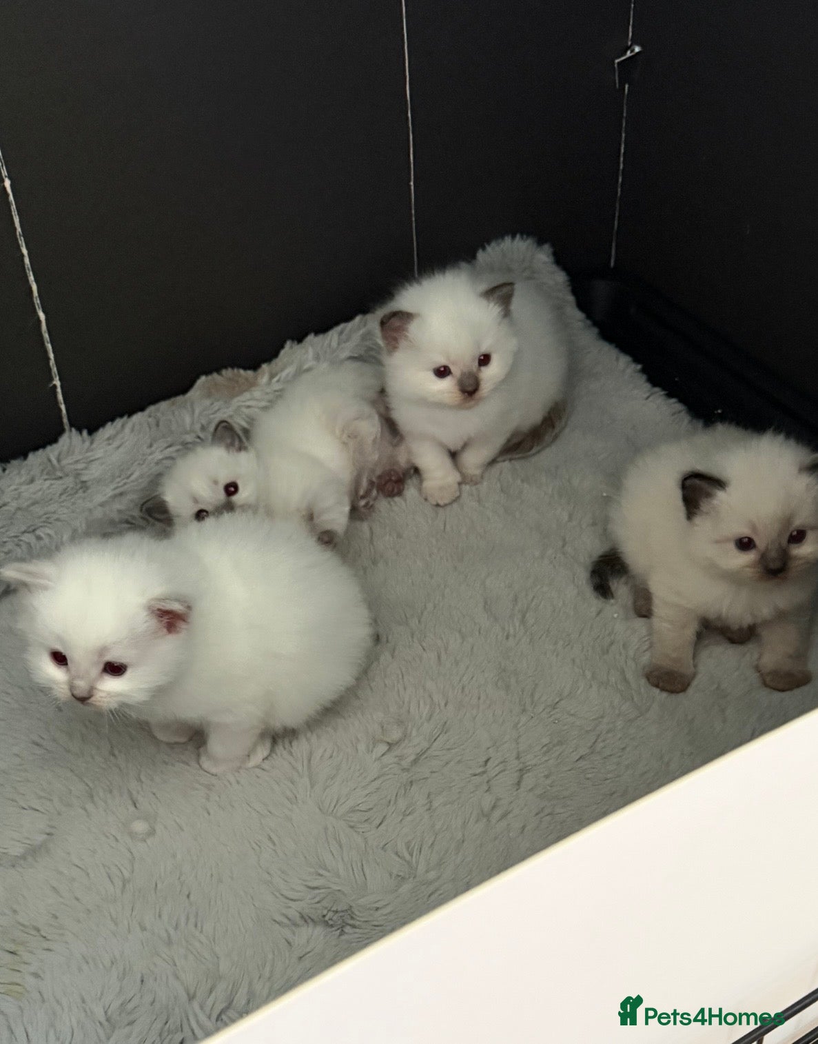 Ragdoll cats Beautiful pure ragdoll kittens - Advert 7