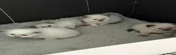 Ragdoll cats for sale: Beautiful blue point and bicolour ragdoll kittens - Advert 6