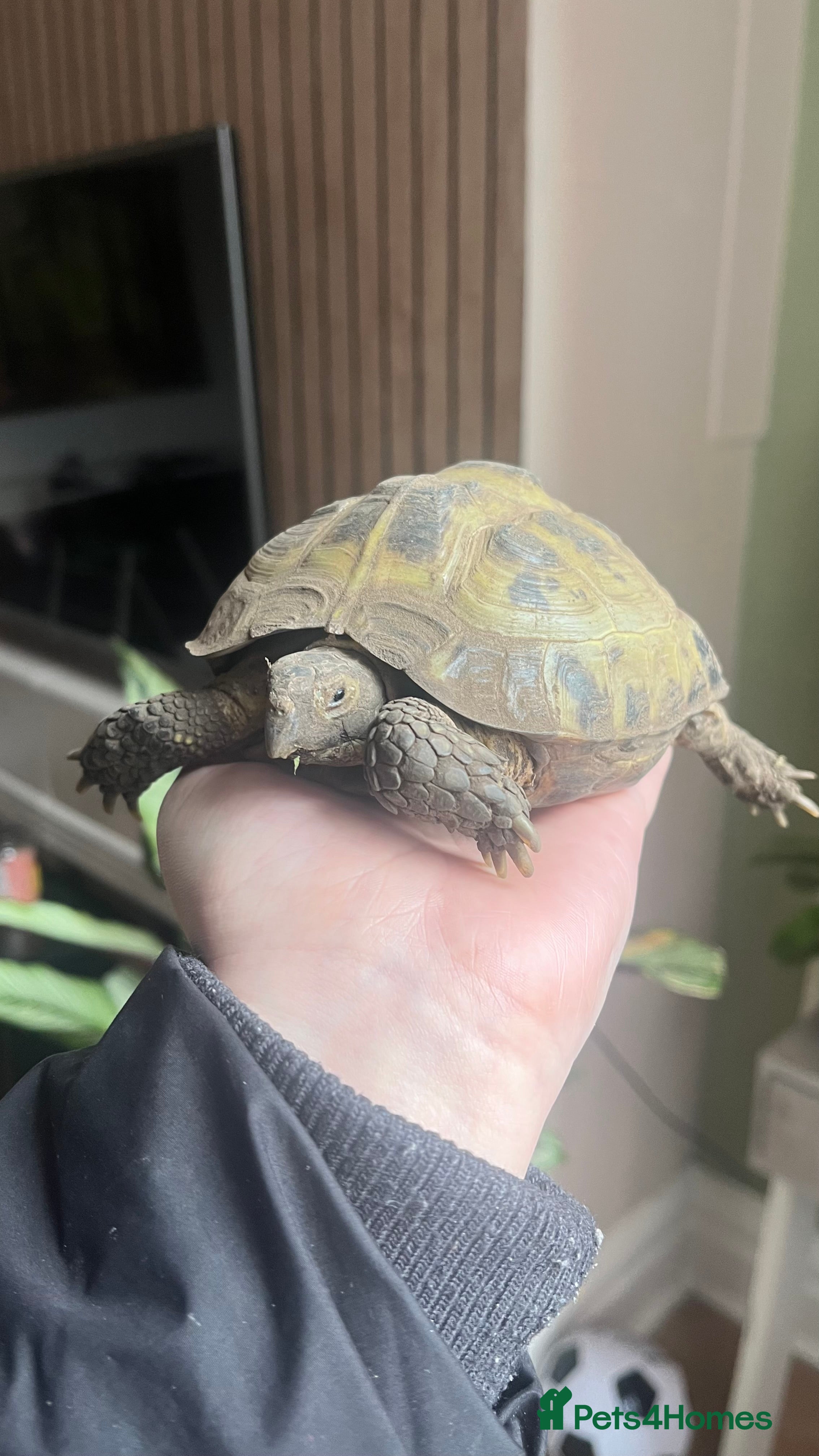 Tortoise reptiles Tortoise for sale  - Advert 9