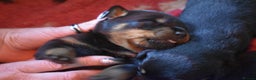 Rottweiler dogs for sale: Champion-Bred Rottweiler Puppies for Loving Homes - Advert 2