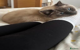 Ragdoll cats for sale: Male Ragdoll for sale - Image 7