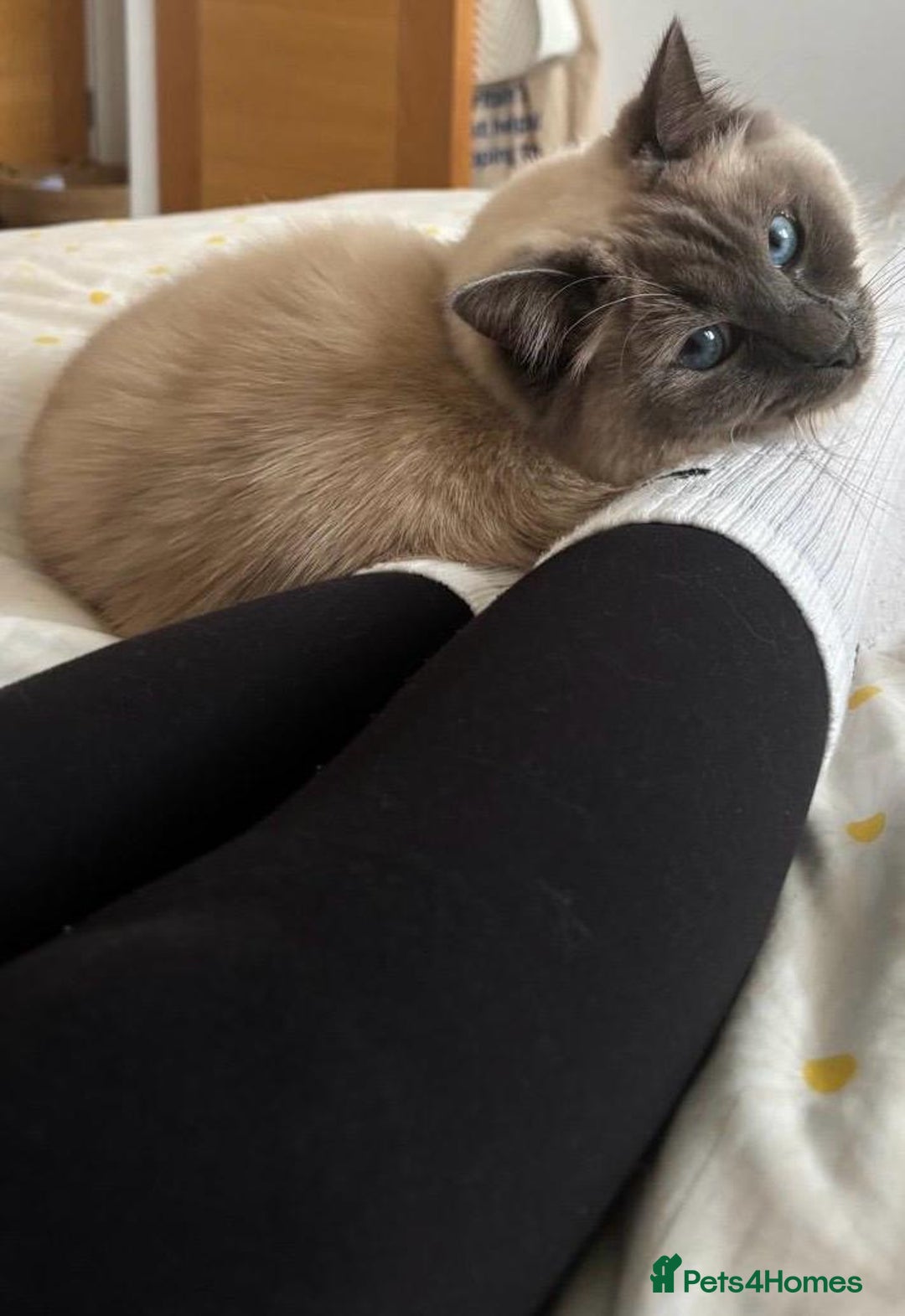 Ragdoll cats for sale: Male Ragdoll for sale - Image 7