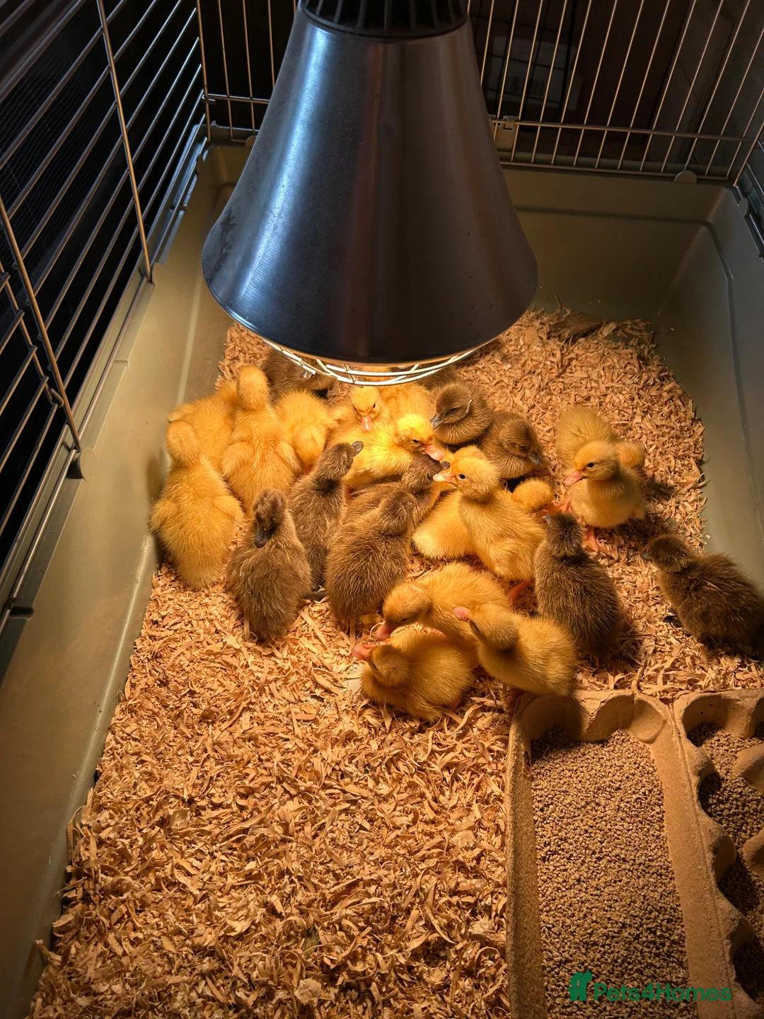 Ducks poultry for sale: Ducklings for sale  - Advert 2