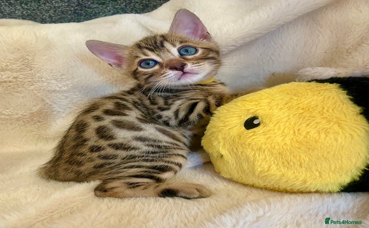 Bengal cats - Advert 4