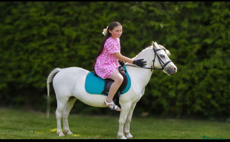 Welsh Section A horses - Advert 1