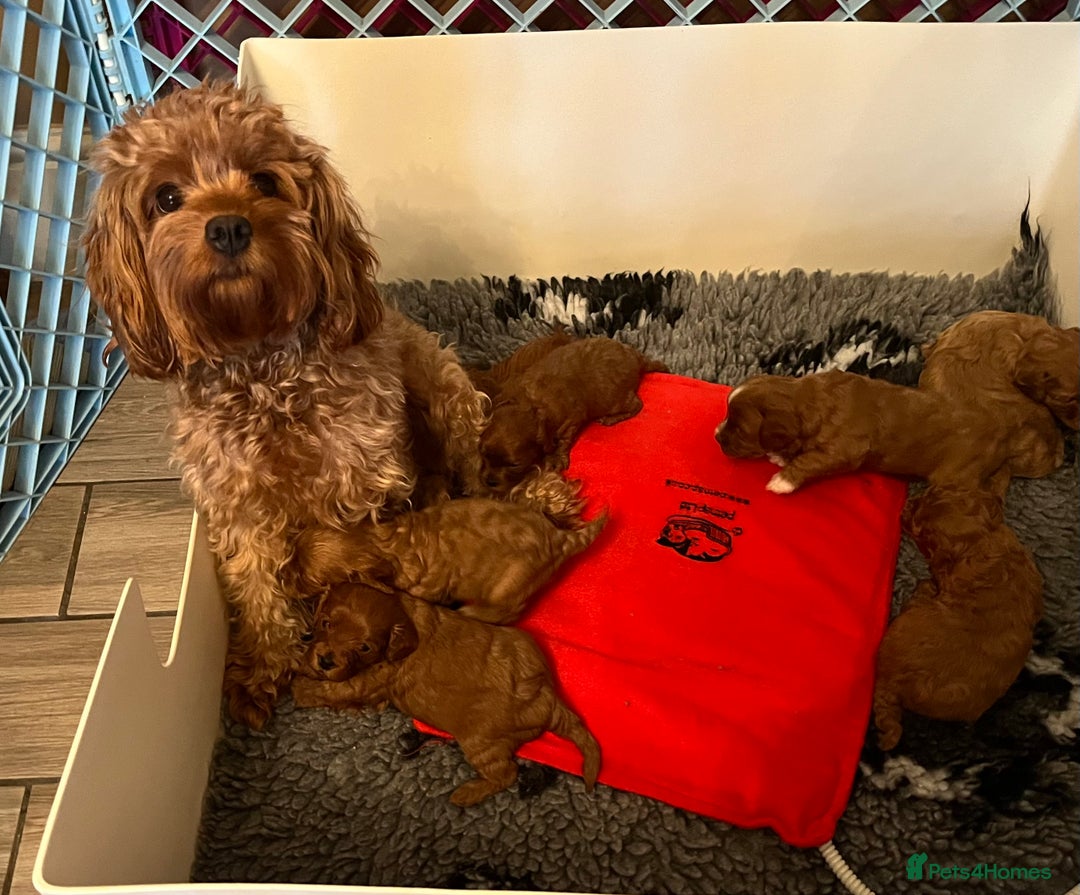 Cavapoo dogs for sale: Absolutely gorgeous cavapoo puppies available 🐾 - Advert 1