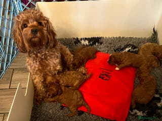 Cavapoo dogs Absolutely gorgeous cavapoo puppies available 🐾 - Advert 5