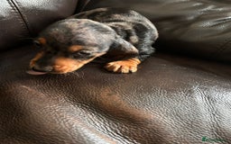 Miniature Dachshund dogs for sale: Dachshund puppies boys and girls ready now - Image 16