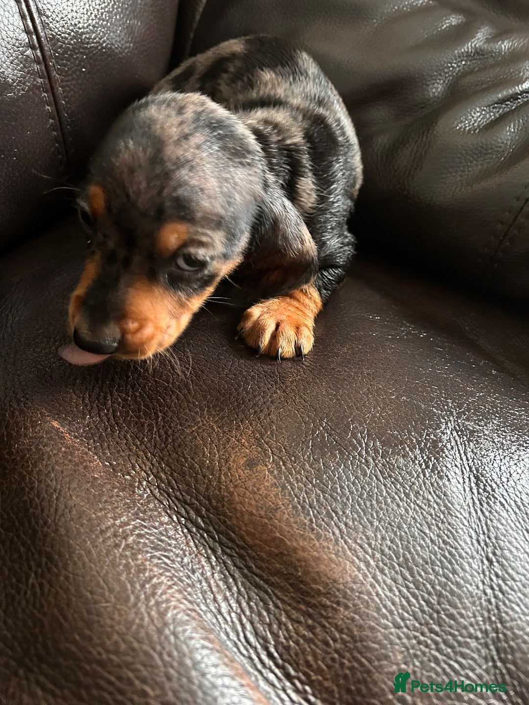 Miniature Dachshund dogs for sale: Dachshund puppies boys and girls ready now - Image 16