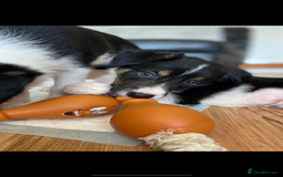 Border Collie dogs for sale: Border collies Dundee  - Image 37