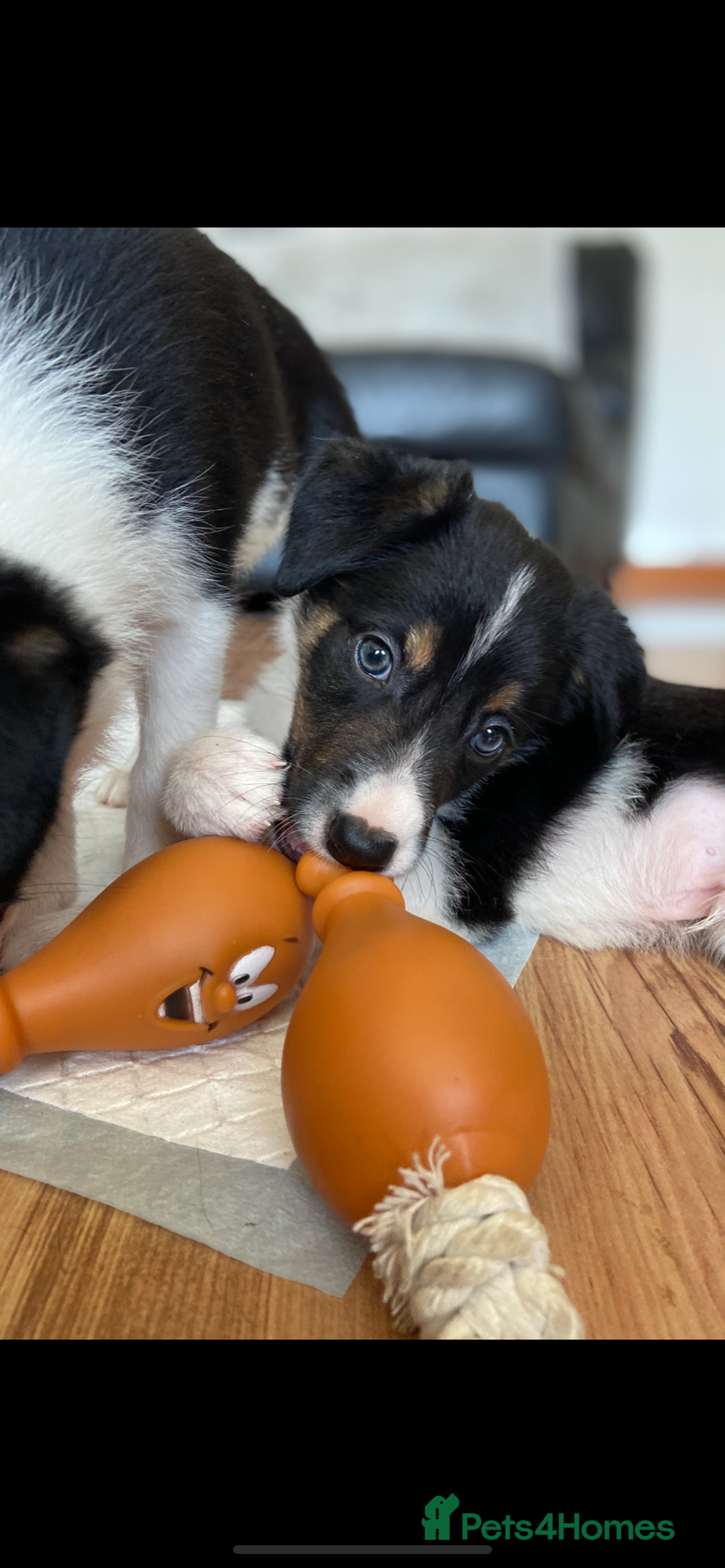 Border Collie dogs for sale: Border collies Dundee  - Image 37