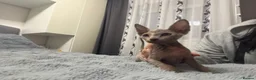 Sphynx cats for sale: 😍Two Beautiful Sphynx Girls😍 - Advert 4