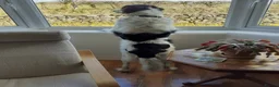 Pyrenean Sheepdog dogs for adoption: Beautiful Bamboo - Karachan Mix - Advert 6
