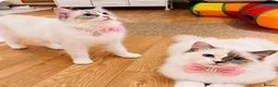 Ragdoll cats for sale: 💕Two beautiful GCCF ragdolls 💕 - Advert 4