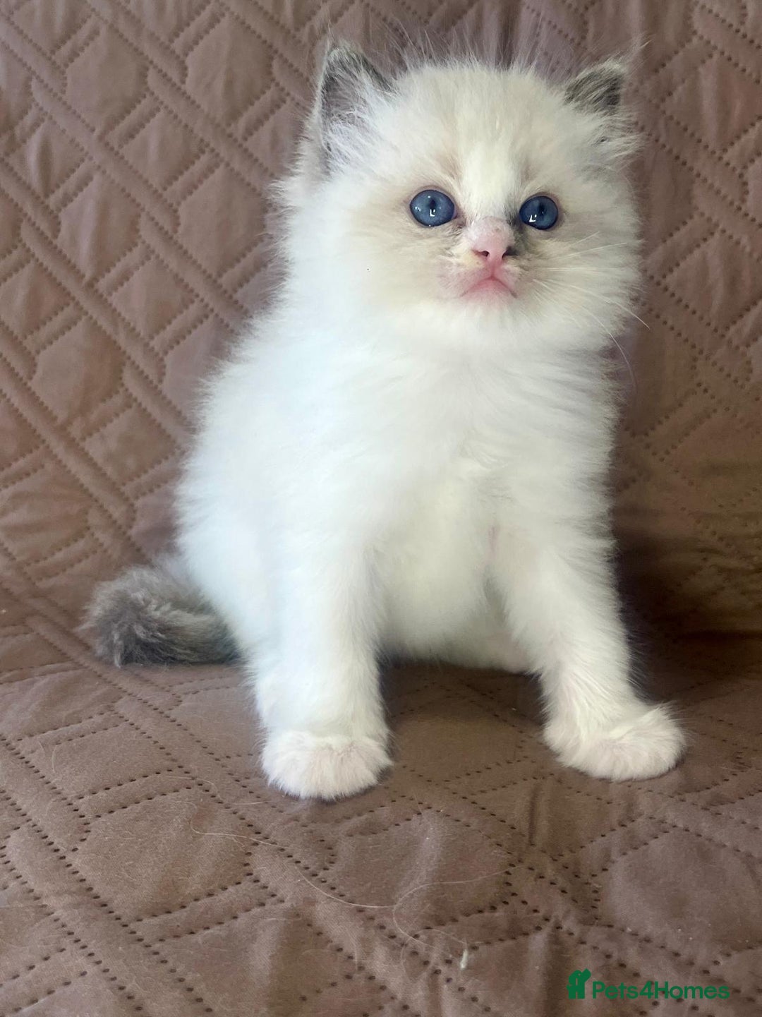 Ragdoll cats for sale: GCCF Registered Ragdoll Kittens Available  - Advert 11