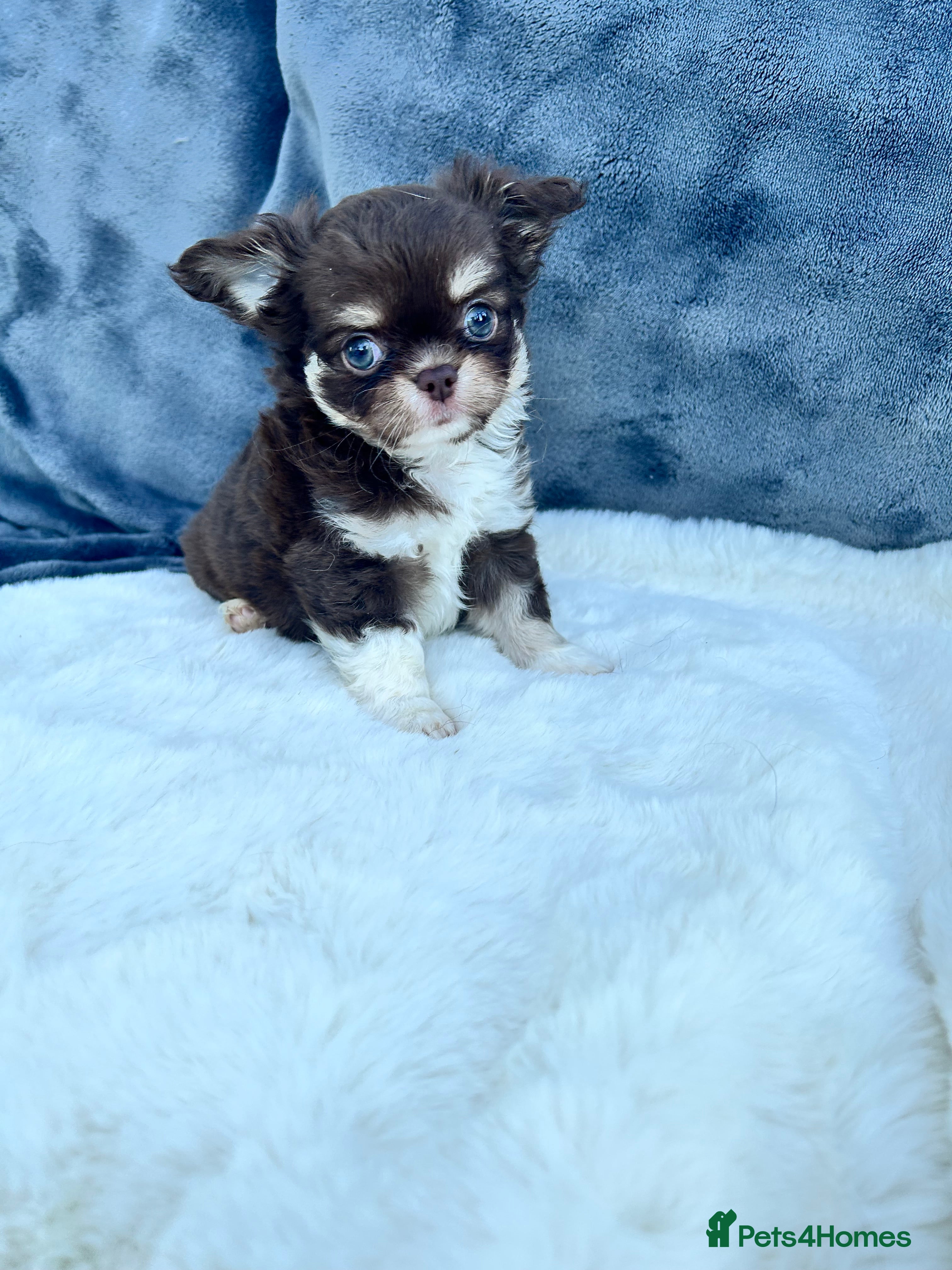 Chihuahua dogs Kc long haired boys - Advert 4