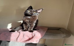 Maine Coon cats for sale: Pedigree GCCF Russian Import line Maine Coons - Image 27