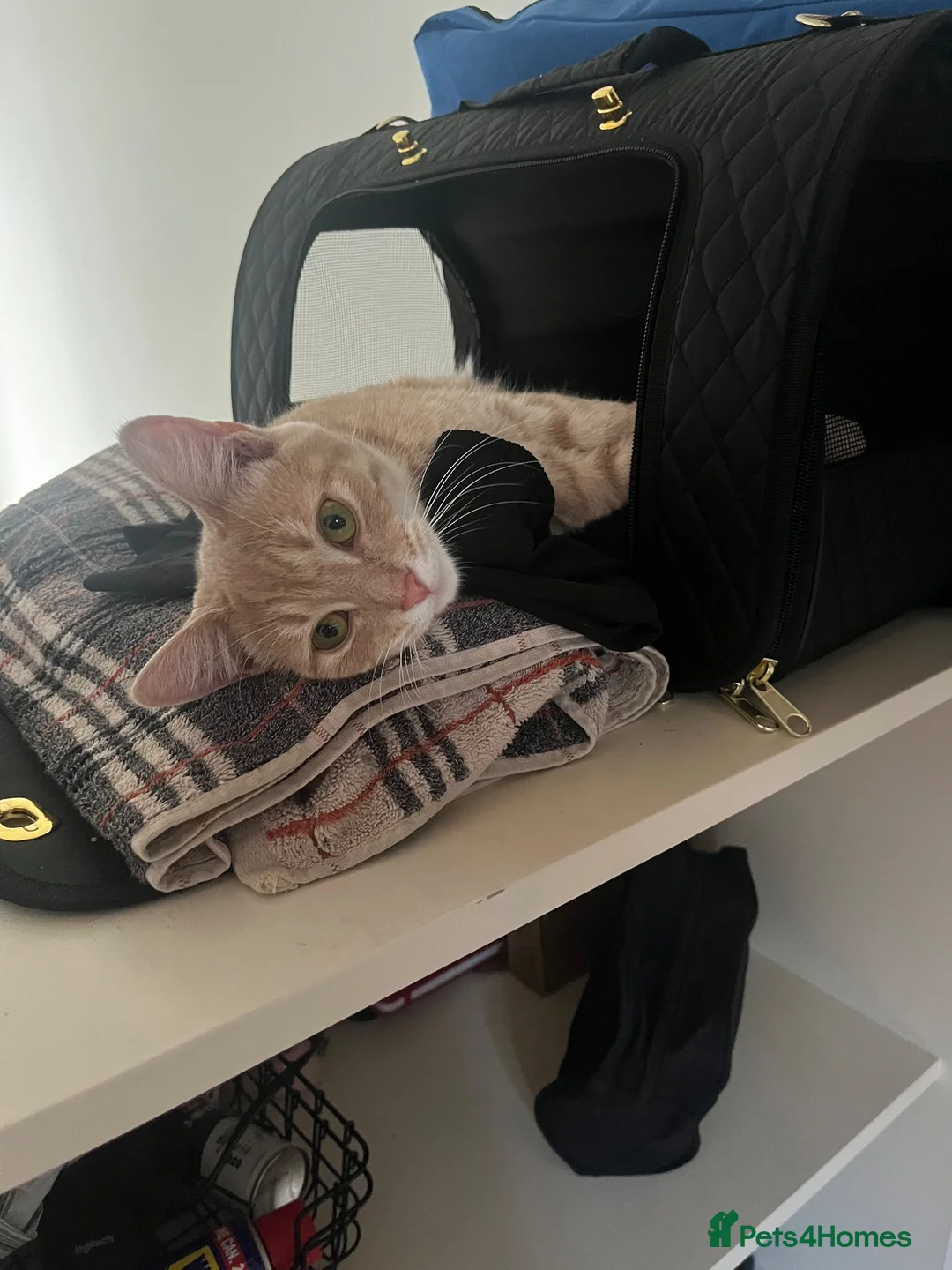 American Shorthair cats for sale: Aria - American Shorthair - Advert 2