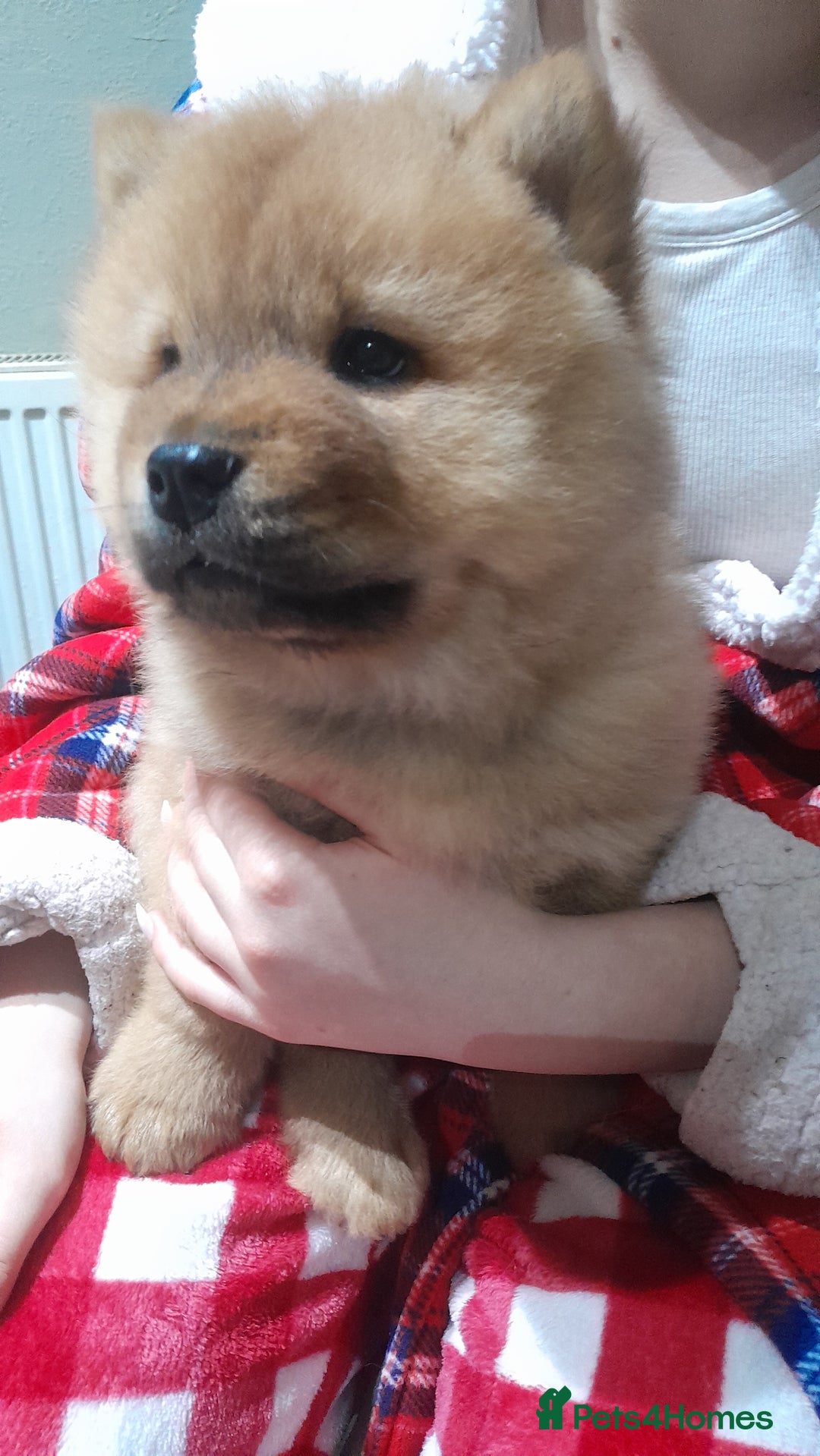 Chow Chow dogs for sale: Chow chow puppies  - Advert 1