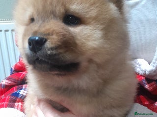 Chow Chow dogs Chow chow puppies - Advert 12