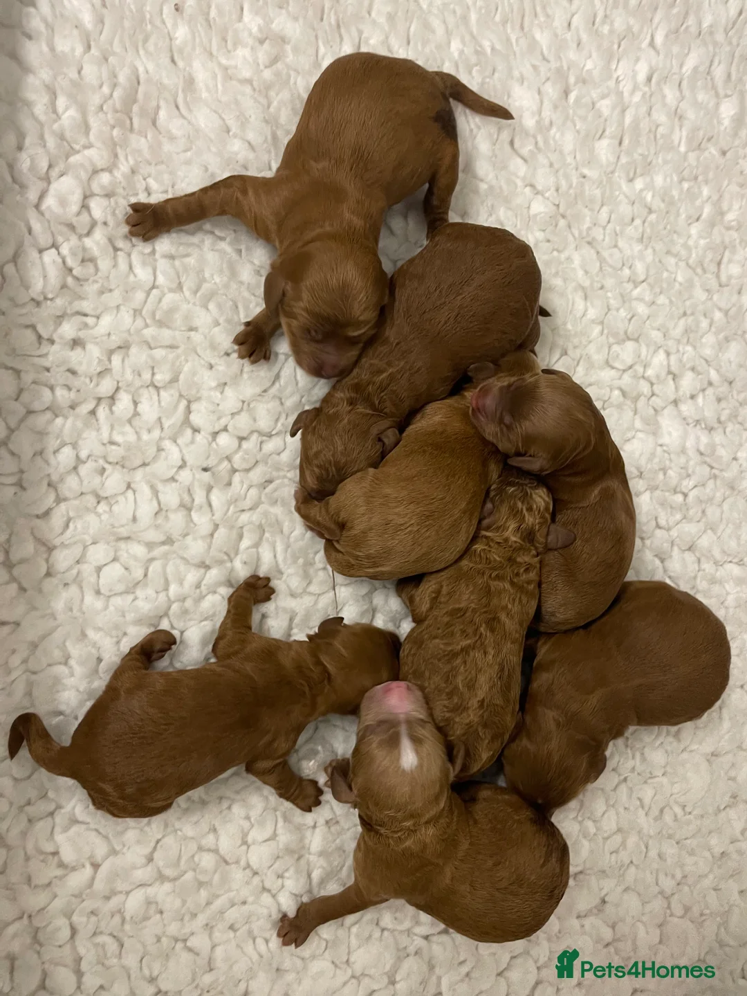 Miniature Poodle dogs for stud: Stunning Red & White Poodle for stud  in Driffield - Advert 16