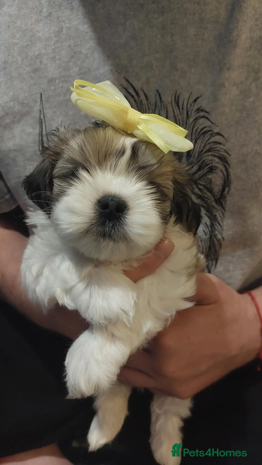 Malshi dogs for sale: MALSHI  - Advert 20