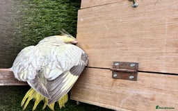 Cockatiels birds for sale: Baby lorrekeet £300 /cockatiels £80 each  - Image 13