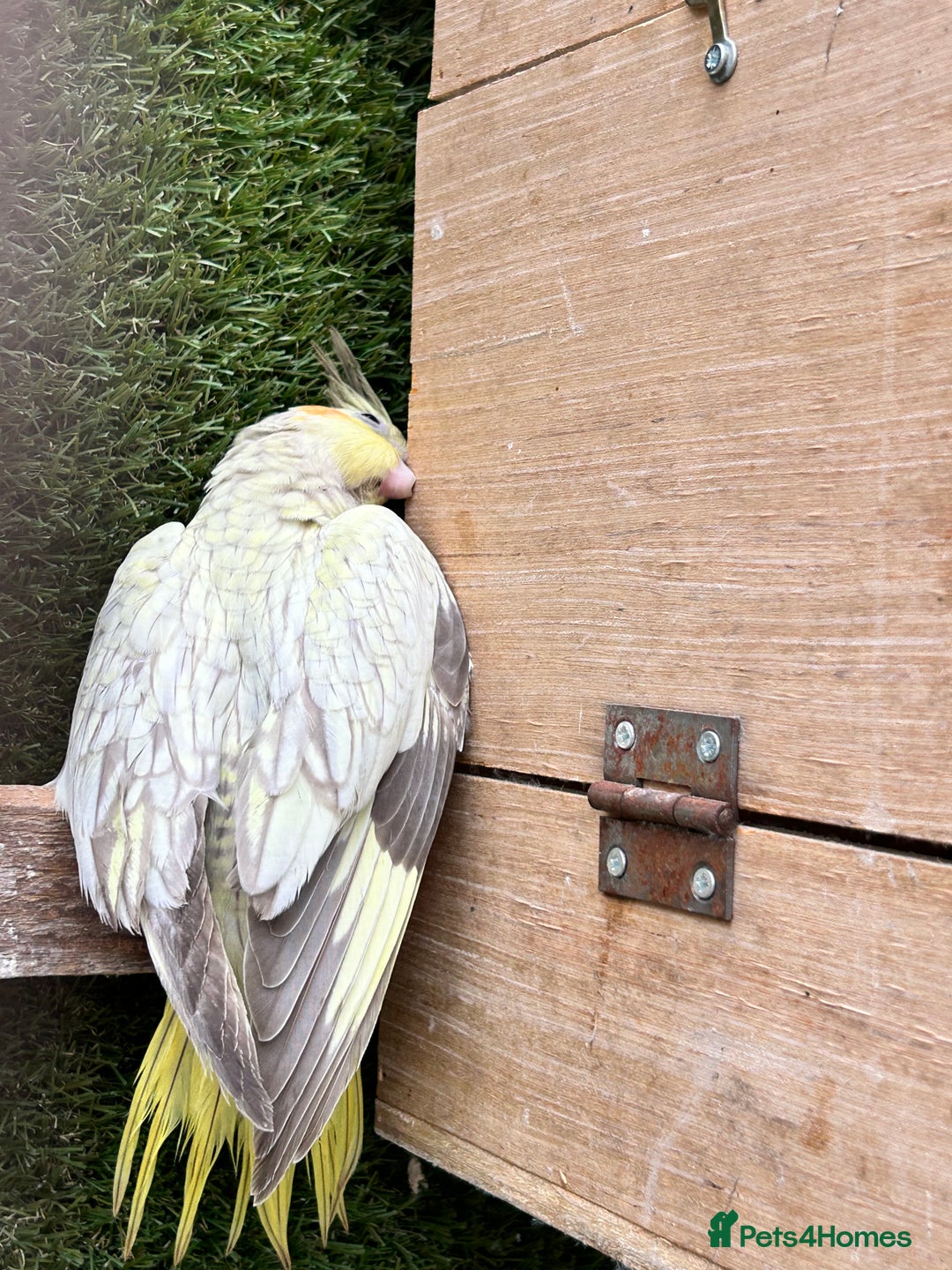 Cockatiels birds for sale: Baby lorrekeet £300 /cockatiels £80 each  - Image 13