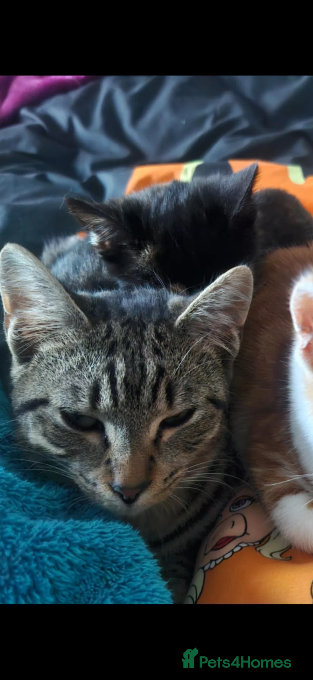 Domestic Shorthair cats for sale: Rescue cats- 60 in total, kittens/ adults🧡🙏 - Advert 11
