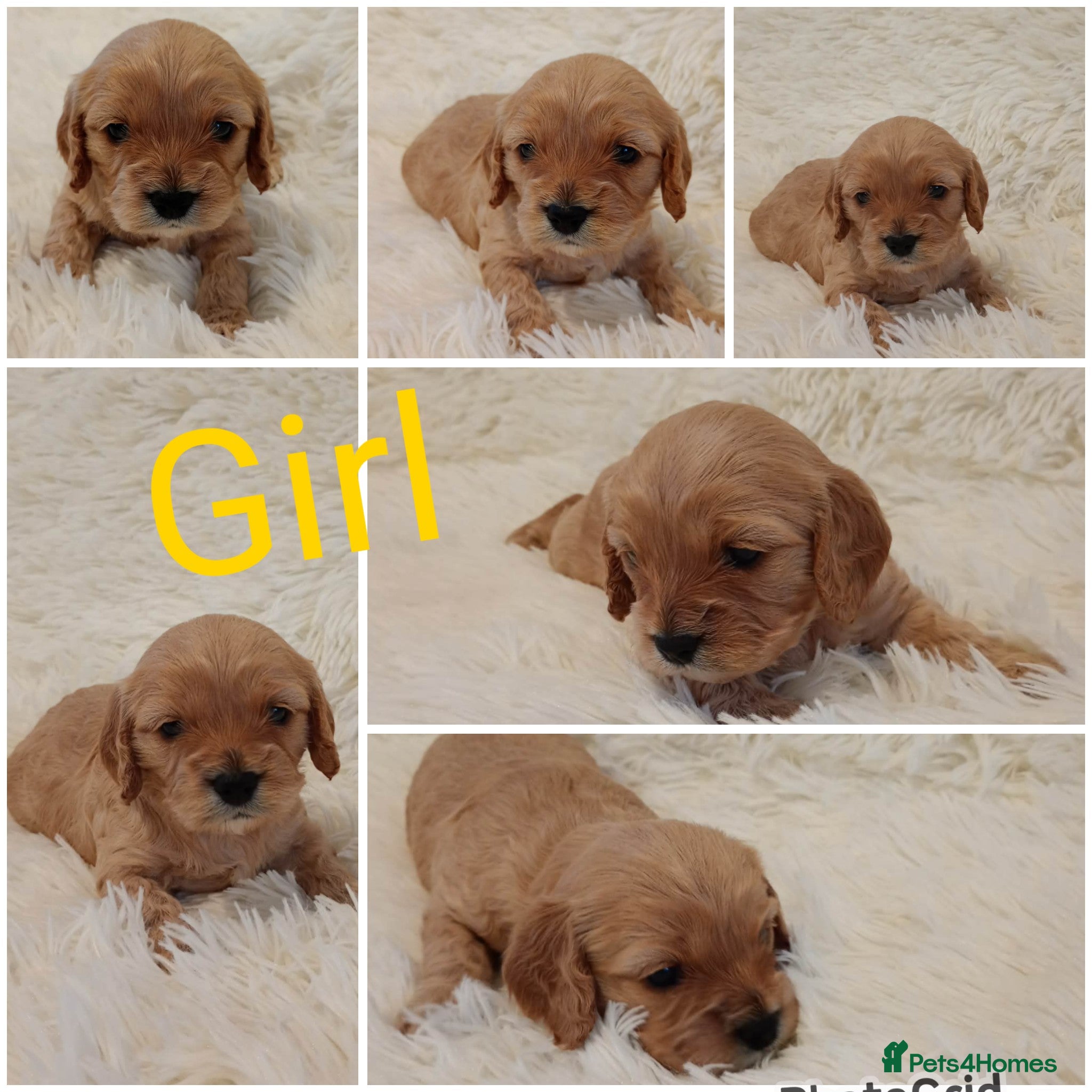 Cavapoo dogs Cavapoo puppies  - Advert 1