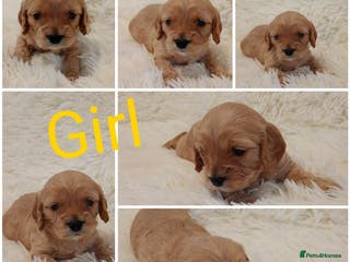 Cavapoo dogs Cavapoo puppies - Advert 5