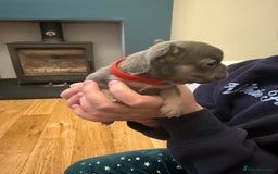 French Bulldog dogs for sale: Beautiful Pups – Looking for Their Forever Homes - Advert 14