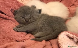 British Shorthair cats for sale: British blue kittens for sale - Image 2