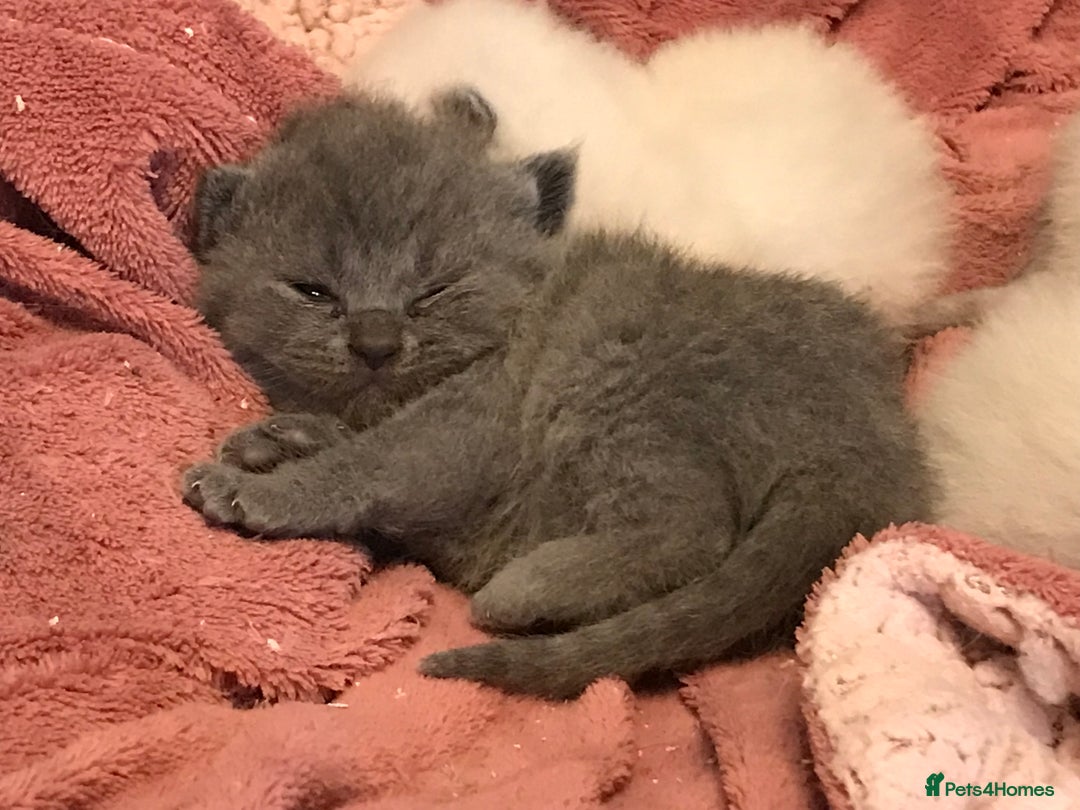 British Shorthair cats for sale: British blue kittens for sale - Image 2