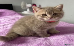 British Shorthair cats for sale: Gorgeous British Shorthair Kittens  - Image 11