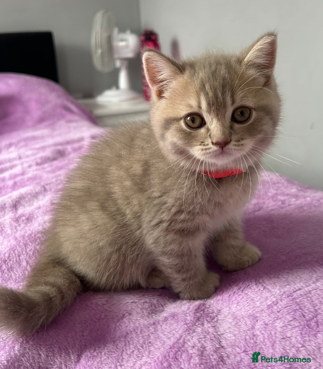British Shorthair cats for sale: Gorgeous British Shorthair Kittens  - Image 11