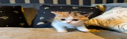 British Shorthair cats for sale: Grand champion sired - Advert 12