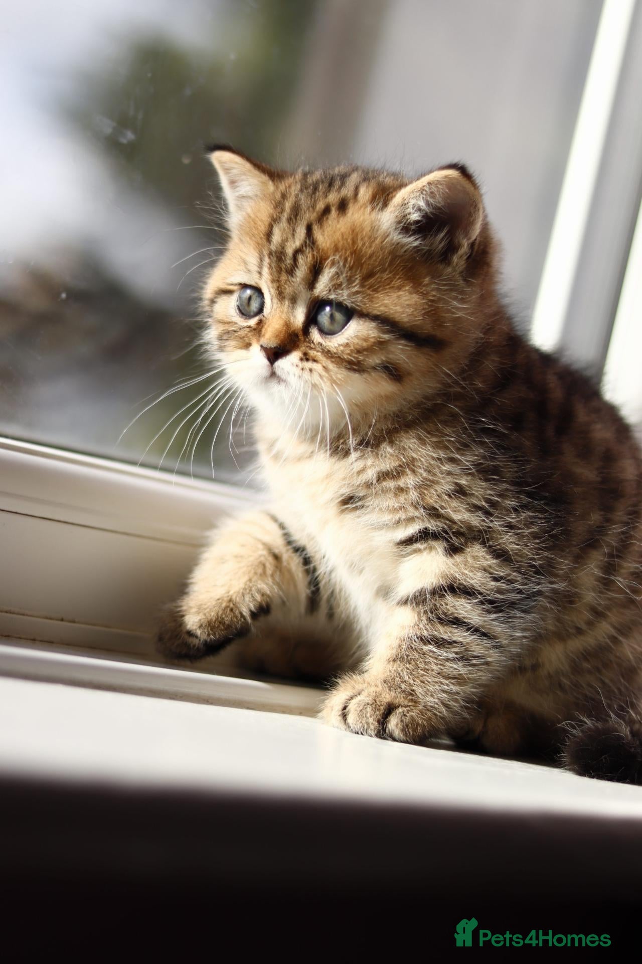 British Shorthair cats for sale: 🧸Real Teddy Bears🧸-Exceptional Pedigree Lines - Advert 1