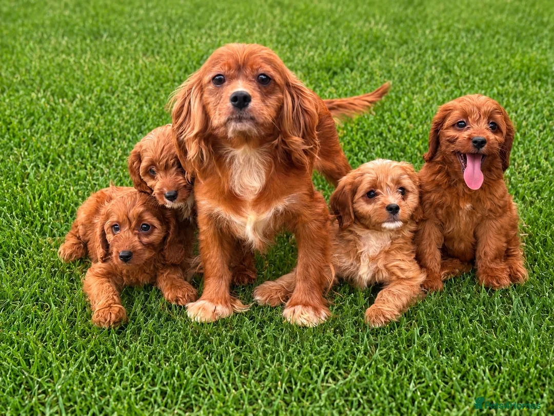 Cavapoo dogs for sale: F1 Cavapoo Puppies for sale  - Advert 1