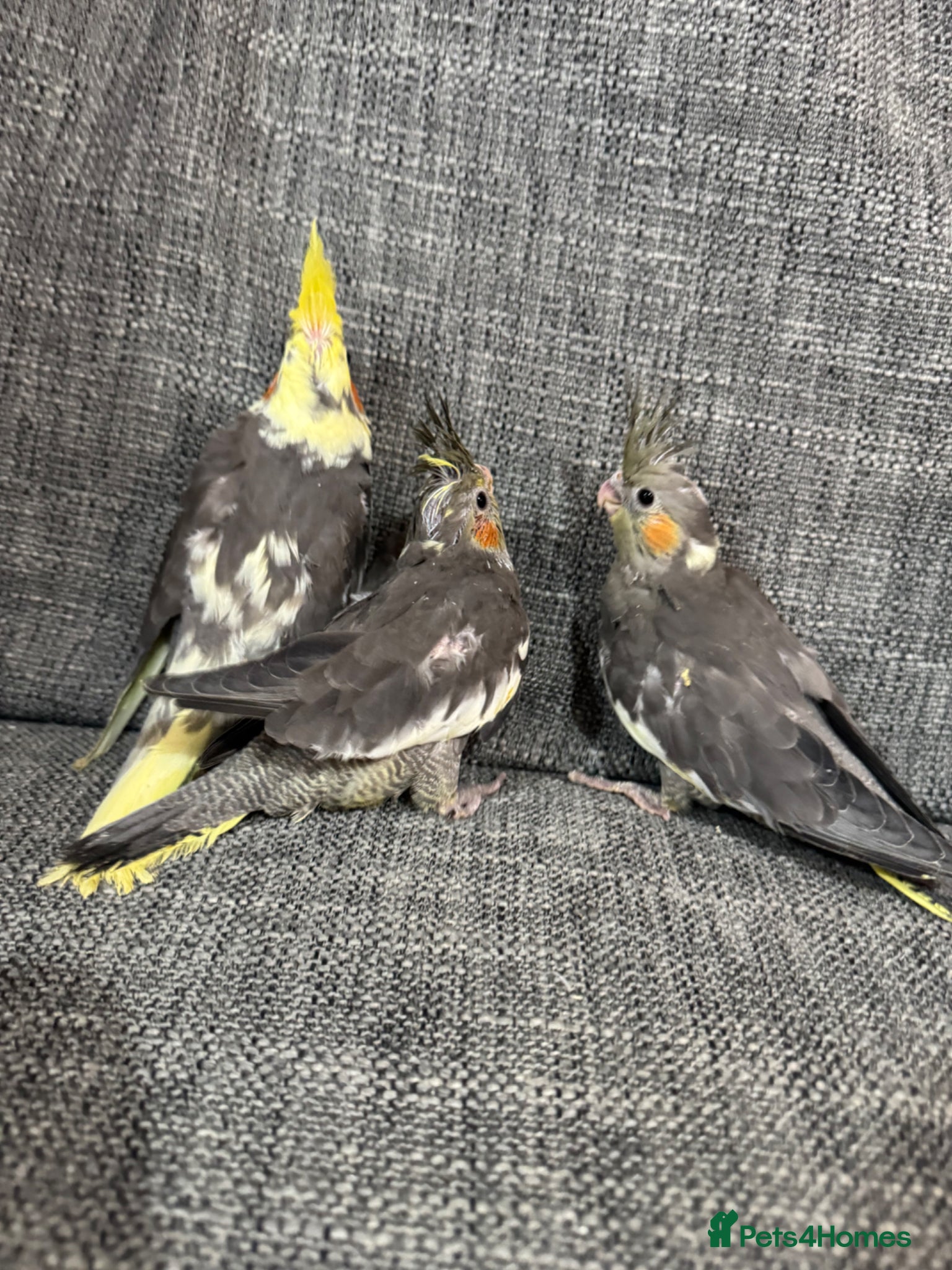 Cockatiels birds for sale: Cockatiels - Advert 4