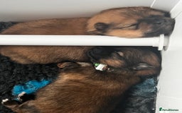 Pomeranian dogs for sale: Gorgeous Pomeranian Puppies, 2 Boys and Two Girls - Image 17