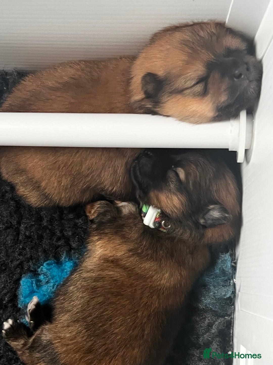 Pomeranian dogs for sale: Gorgeous Pomeranian Puppies, 2 Boys and Two Girls - Image 17