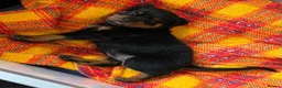 Rottweiler dogs for sale: Health tested Rottweiler puppy’s for sale  - Advert 3
