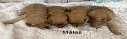 Cockapoo dogs for sale: Gorgeous F1B Miniature Cockapoos  Puppies - Advert 3