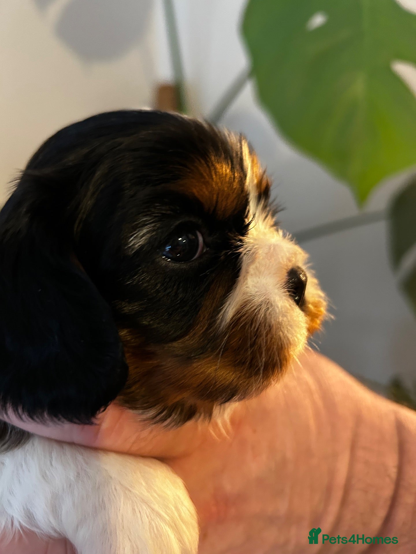 Cavalier King Charles Spaniel dogs Exceptional cavalier King Charles puppies  - Advert 2