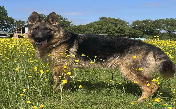 German Shepherd dogs - Advert 1