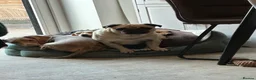 Pug dogs for sale: Rehoming Tank  in Cambridge - Advert 5