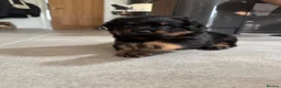 Rottweiler dogs for sale: KC Registered Rottweiler Puppies - Advert 7