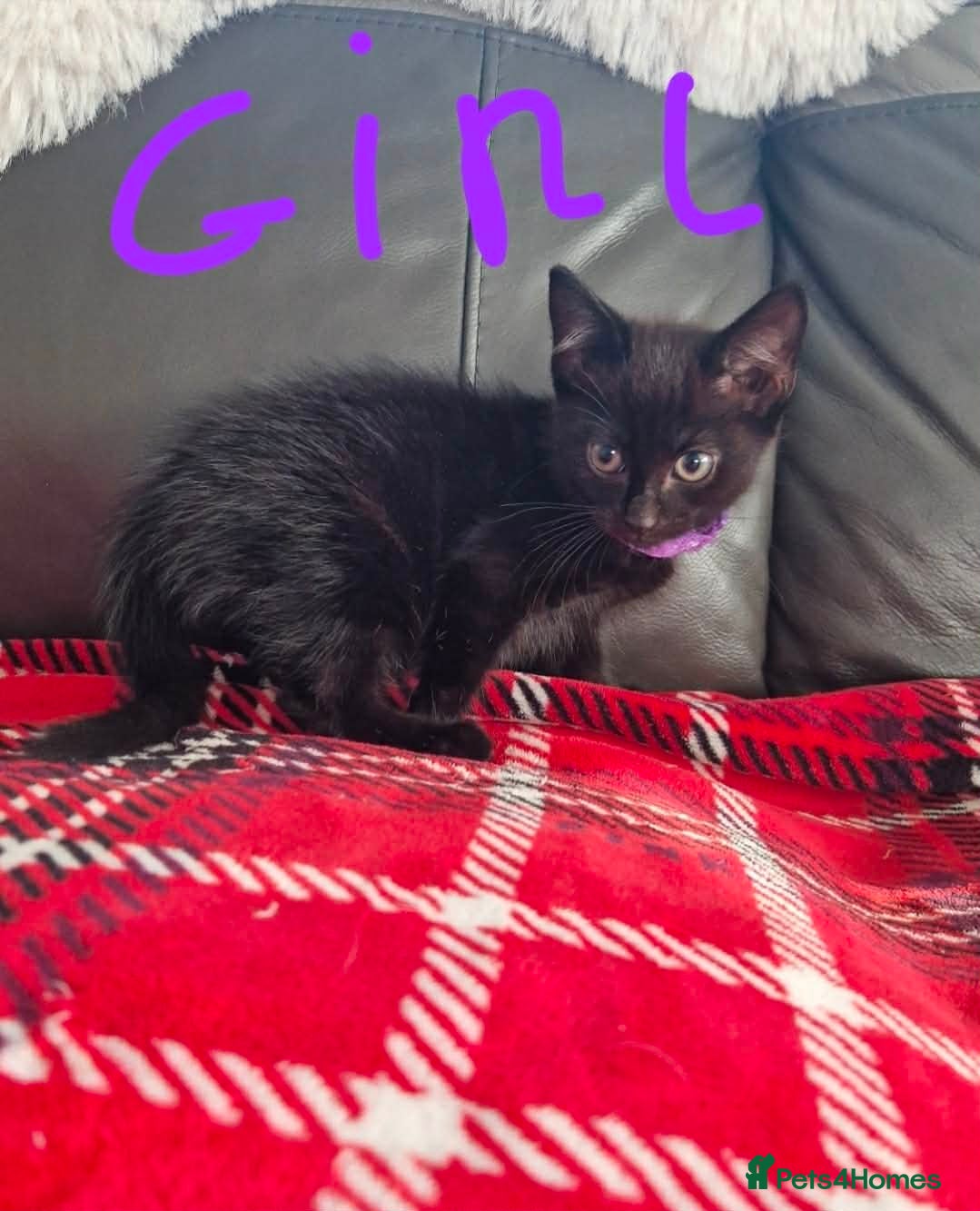 Mixed Breed cats One beautiful girl kitten ready for new home - Advert 15